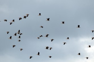Lesser Whistling-Duck in flight (Dendrocygna javanica), Thailand