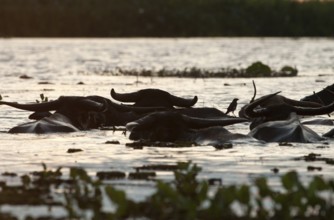Water Buffalo (Bubalus bubalis), Herd swimming on sunrise, Thailand
