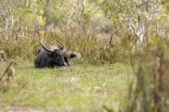 Water Buffalo (Bubalus bubalis), Cow and calf, Thailand