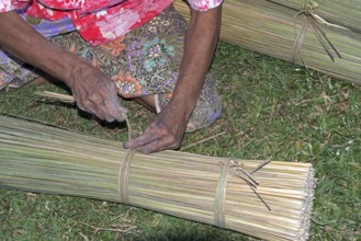 Thailand, Patthalung, Tale noi, Sorting, Separation and Tying up of the dried grey rushes or sedges