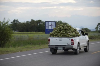 Thailand, Transport of coconuts by car