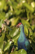 Purple Swamphen in water hyacinth (Porphyrio porphyrio poliocephalus), Thailand