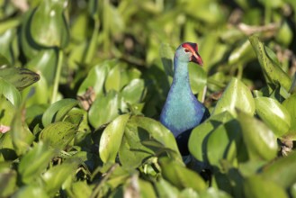 Purple Swamphen in water hyacinth (Porphyrio porphyrio poliocephalus), Thailand