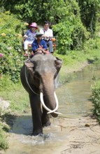 Thailand, Koh Samui, Elephant (Elephas maximus) with tourists for a small round trip in the jungle