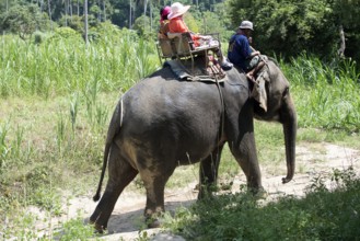 Thailand, Koh Samui, Elephant (Elephas maximus) with tourists for a small round trip in the jungle