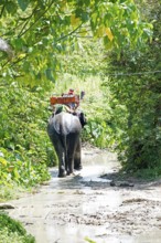 Thailand, Koh Samui, Elephant (Elephas maximus), round trip in the jungle