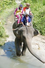 Thailand, Koh Samui, Elephant (Elephas maximus) with tourrists for a small trip in the jungle