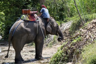 Thailand, Koh Samui, Elephant drinking (Elephas maximus) before the trip in the jungle