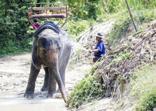 Thailand, Koh Samui, Shower for the elephant (Elephas maximus) before the trip in the jungle