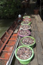 Thailand, Songkhla, Koh Yo, Waste of fishes to make flours intended for the animal feed