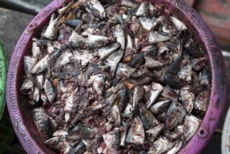 Thailand, Songkhla, Koh Yo, Waste of fishes to make flours intended for the animal feed