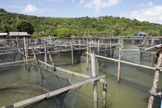 Thailand, Songkhla, Koh Yo, Aquacultural farm, Freshwater fish