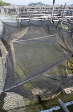 Thailand, Songkhla, Koh Yo, Aquacultural farm, Freshwater fish farming