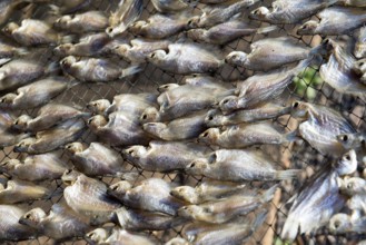 Thailand, Southern, Drying of fishies of lake