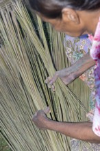 Thailand, Patthalung, Tale noi, Sorting, Separation and Tying up of the dried grey rushes or sedges