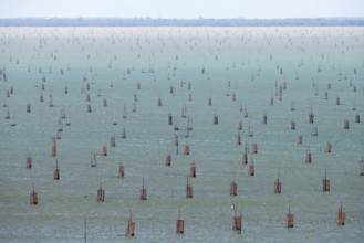 Thailand, Songkhla, Koh Yo, Aquacultural farm, Field of bow nets