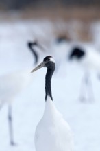 Japanese crane, Red-crowned crane (Grus japonensis) Portrait, Japan