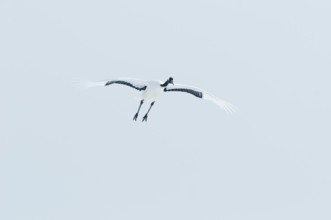 Japanese crane, Red-crowned crane (Grus japonensis) flying, Japan