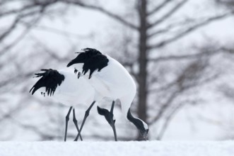 Japanese crane, Red-crowned crane (Grus japonensis) couple, Japan