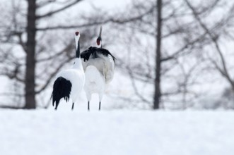 Japanese crane, Red-crowned crane (Grus japonensis) couple dancing and singing, Japan