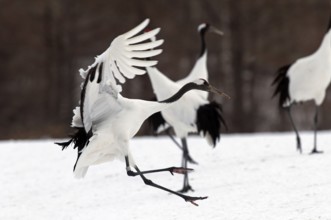 Japanese crane, Red-crowned crane (Grus japonensis) landing, Japan