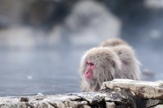 Japanese macaque or snow japanese monkey in onsen (Macaca fuscata), Japan Monkey-Japanese, Macaca