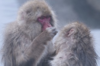 Japanese macaque or snow japanese monkey in onsen (Macaca fuscata), Japan Monkey-Japanese, Macaca