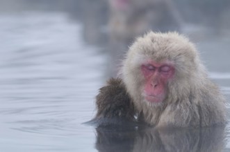 Japanese macaque or snow japanese monkey, baby and mom sleeping in onsen (Macaca fuscata), Japan