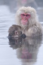 Japanese macaque or snow japanese monkey, baby and mom in onsen (Macaca fuscata), Japan