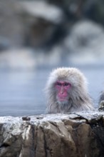 Japanese macaque or snow japanese monkey in onsen (Macaca fuscata), Japan Monkey-Japanese, Macaca
