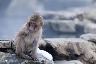 Japanese macaque or snow japanese monkey, baby, in onsen (Macaca fuscata), Japan Monkey-Japanese,