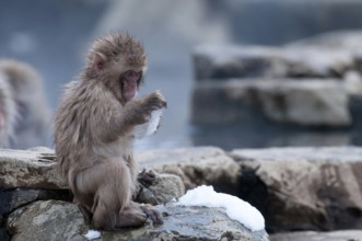 Japanese macaque or snow japanese monkey, baby, in onsen, playing with ice (Macaca fuscata), Japan