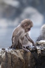 Japanese macaque or snow japanese monkey, baby, in onsen (Macaca fuscata), Japan Monkey-Japanese,