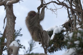 Japanese macaque or snow japanese monkey in the trees (Macaca fuscata), Japan Monkey-Japanese,