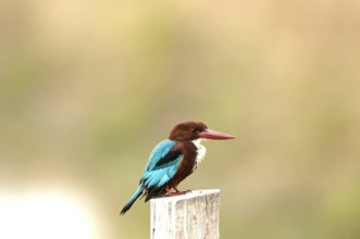 White-throated kingfisher (Halcyon smyrnensis), Thailand // Martin-chasseur de Smyrne White-faced