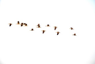 Lesser whistling-duck (Dendrocygna javanica), Group flying, Thailand