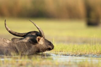 Buffalo-asiatic, Water buffalo, Bubalus bubalis (Buffle d'eau) Water Buffalo (Bubalus bubalis),