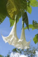 Angel's trumpet (Brugmansia x Candida) // Trompette des Anges