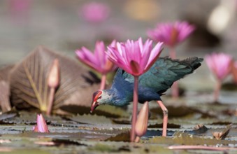 Purple Swamphen (Porphyrio porphyrio poliocephalus), Thailand // Talève sultane - Poule sultane
