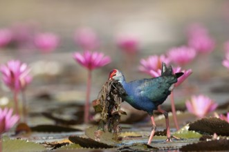 Purple Swamphen (Porphyrio porphyrio poliocephalus), with eating, Thailand // Talève sultane -