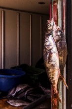Fresh fish for sale at Los Verdes Beach (Playa los Verdes). Iquique, Tarapaca Region, Chile. 19.11