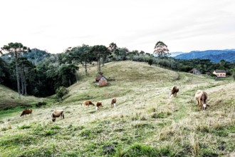 Rural landscape in Rancho Queimado. Rancho Queimado, Santa Catarina, Brazil