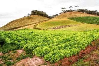 Lettuce plantation. Rancho Queimado, Santa Catarina, Brazil