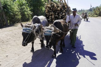 Oxcart near Holguin, Cuba, Cuba, man leading oxen pulling a cart with timber along a village road,