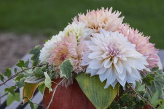 Bouquet of dahlias in a pumpkin, Münsterland, North Rhine-Westphalia, Germany