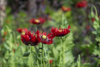 Red poppies (papaver) in a flower bed, the Netherlands