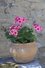 Flower pot with geraniums on the edge of a fountain, Provence, France