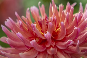 Bright blooming dahlia with dynamic, spiral petals, Palatinate, Rhineland-Palatinate, Germany