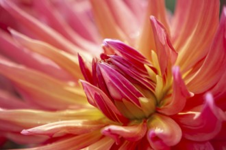 Close-up of a pink dahlia with yellow center and bright leaves, Palatinate, Rhineland-Palatinate,