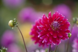 Red dahlia in the foreground with blurred flowers in the background, Palatinate,